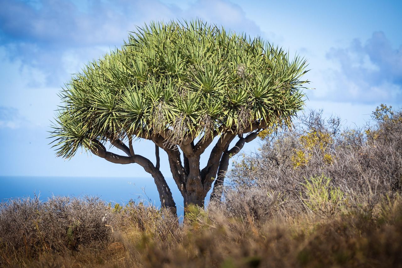 Drakentré (Dracaena draco) – ikonisk endemisk plante på Kanariøyene