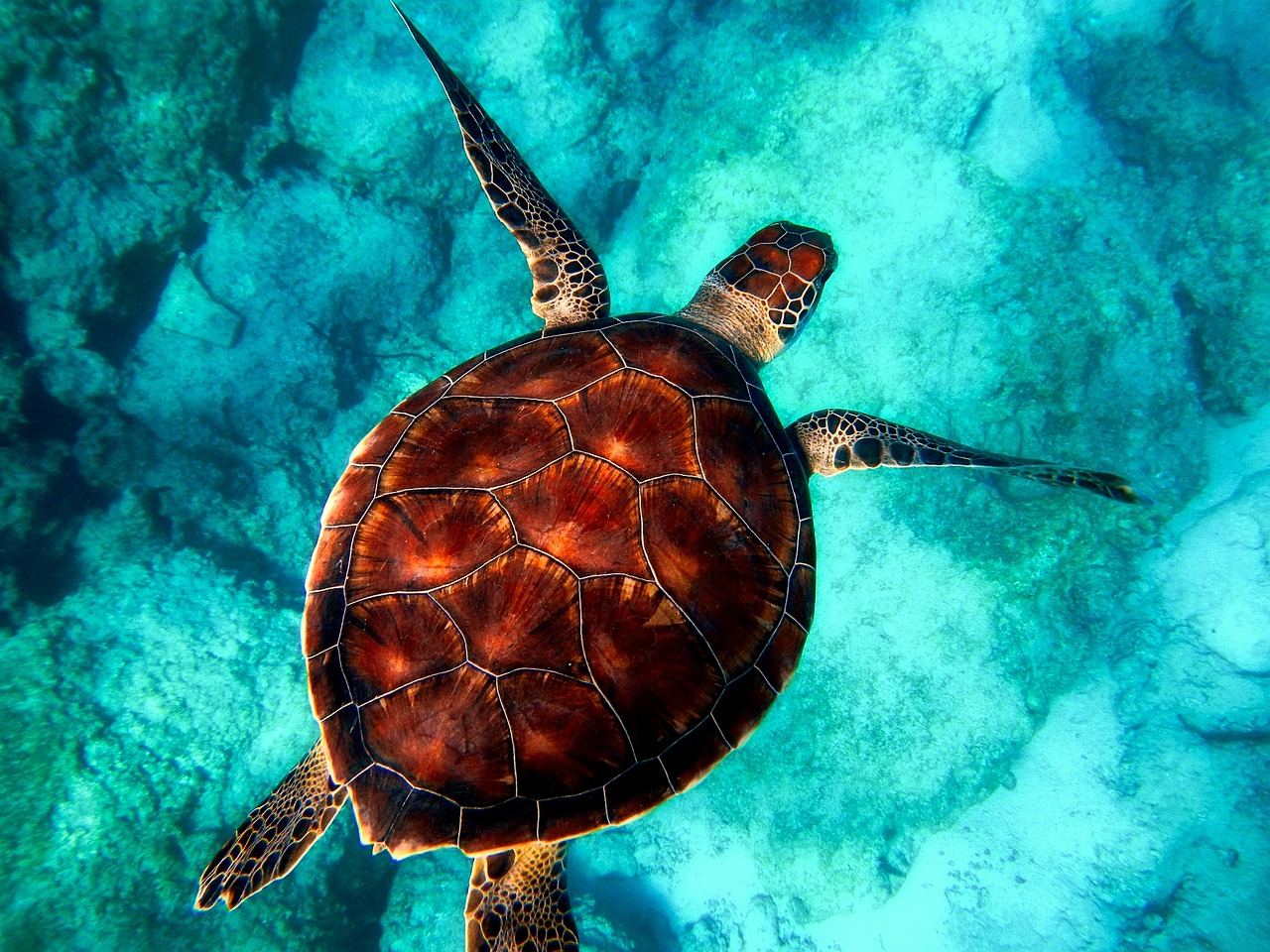 Karettskilpadde (Caretta caretta) svømmende i Atlanterhavet ved Kanariøyene